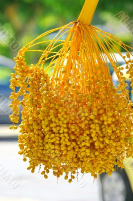 Date palm tree with dates