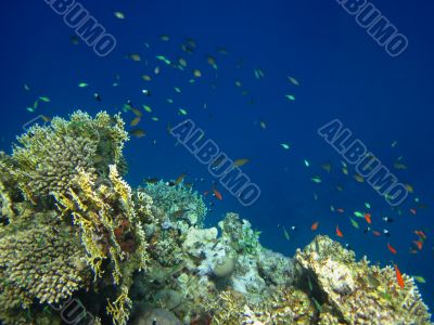 fish in coral