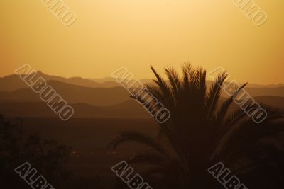 sunset with palm trees and desert