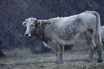 Cow under snow