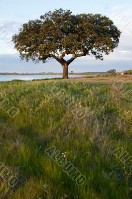 Cork tree