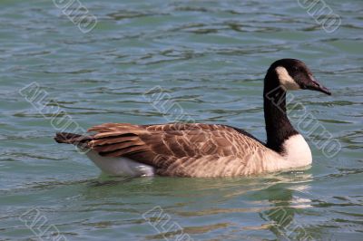 wild geese