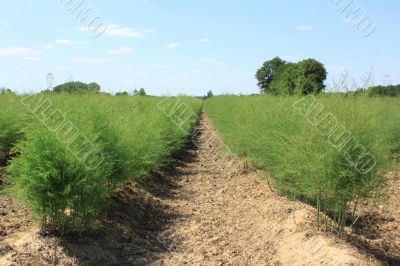 asparagus field