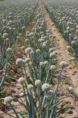 onion field
