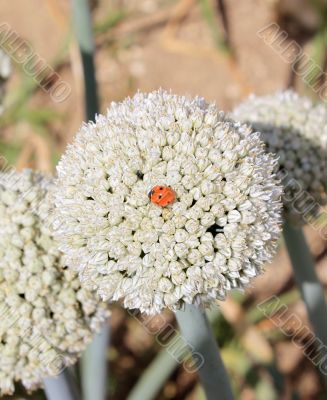 Onion flowers
