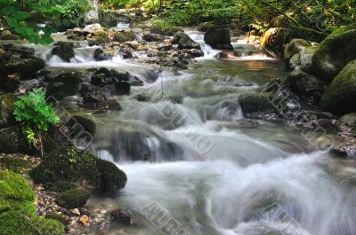 Forest spring