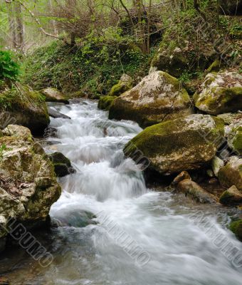 Forest stream
