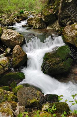 Forest stream