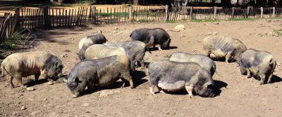 pigs on a farm 
