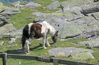 small horse