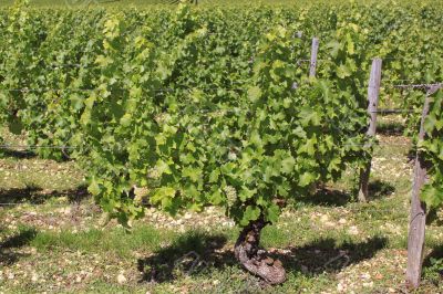 a Vine