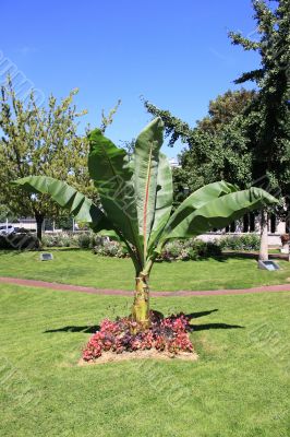 palm tree in a garden