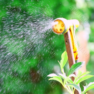 Watering Flowers