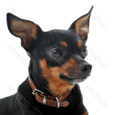 miniature pinscher