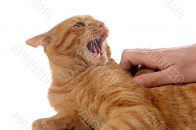 aggressive ginger cat 
