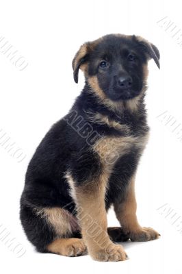 puppy german shepherd