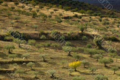 Olive trees