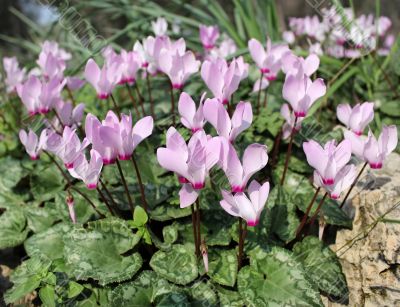 flowering cyclamens