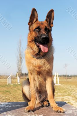german shepherd
