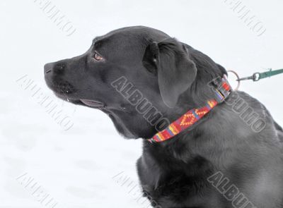  Labrador 