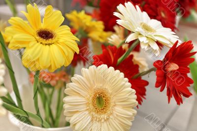 chrysanthemums