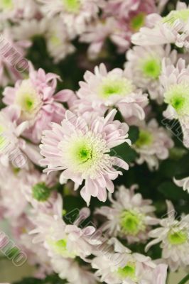 chrysanthemums