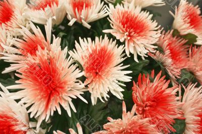  chrysanthemums