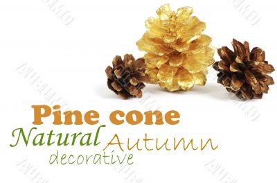 two pine cones and one golden cone over white background with sh
