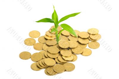 Coins and plant, isolated on white background