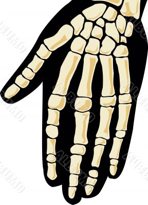 Vector hand