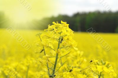 spring landscape