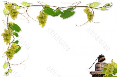 vines and grapes