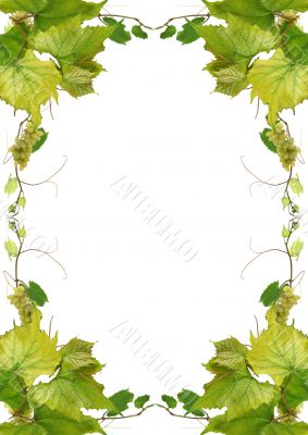 a Vine