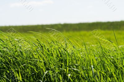 grass
