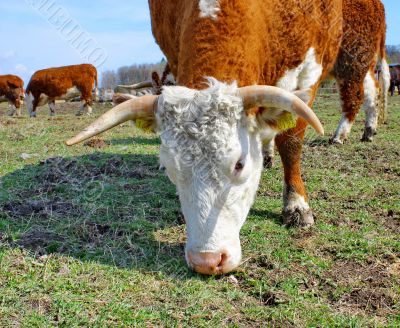 Brown white cows on a farmland