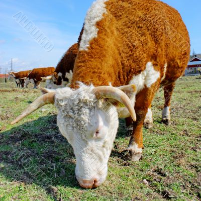Brown white cows on a farmland