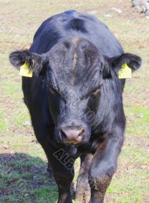 Farm black bull