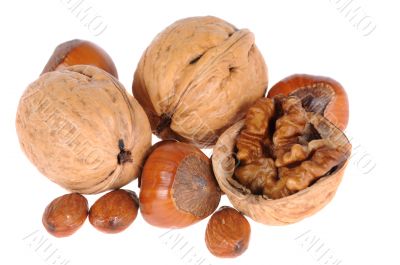 hazelnuts and walnuts