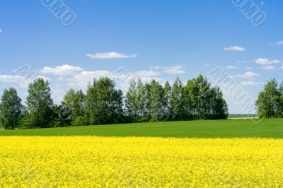 spring landscape