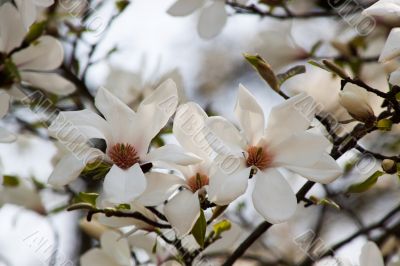 Magnolia