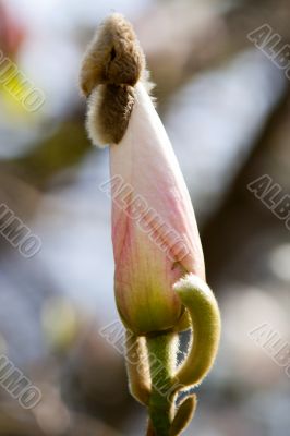 Magnolia