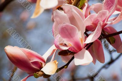 Magnolia