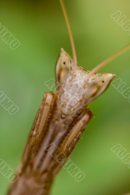 mantis (Apteromantis aptera)