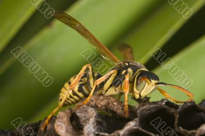 Wasp (Polistes bischoffi)
