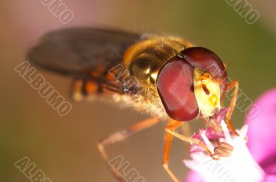 Fly (Episyrphus balteatus) 