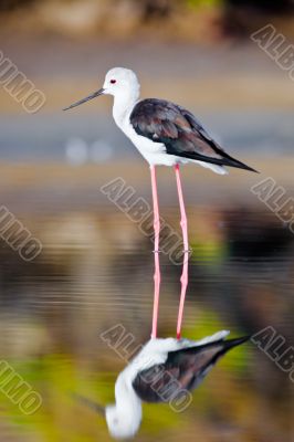 Black-Winged Stilt