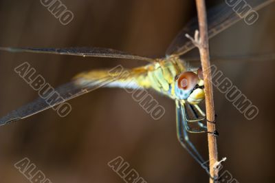 Dragonfly ( sympetrum sp )
