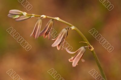 Flower Dipcadi serotinum 