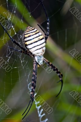 Spider, Argiope bruennichi