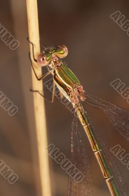 Dragonfly (Lestes Barbarus)